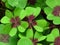 Oxalis tetraphylla, `Lucky clover` and `lucky leaf`, green clover top view floral background or wallpaper. Iron Cross.