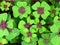Oxalis tetraphylla, `Lucky clover` and `lucky leaf`, green clover top view floral background or wallpaper. Iron Cross.