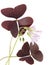 Oxalis triangularis