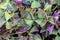 Oxalis triangularis background