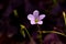 Oxalis triangularis-Blooming wildflowers