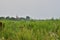 Oxbow lake and the floodplain by the river on a gloomy, cloudy evening. River, Day