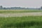 Oxbow lake and the floodplain by the river on a gloomy, cloudy evening. River, Day