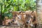 Oxcart / Bulls in Vinales National Park, UNESCO, Pinar del Rio.
