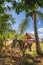 Oxcart / Bulls in Vinales National Park, UNESCO, Pinar del Rio Province, Cuba, West Indies, Caribbean