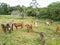 Oxen and cows grazing in a rural Brazilian farm