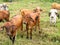 Oxen and cows grazing in a rural Brazilian farm