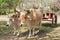 Oxen in Cuban Farm