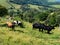 Oxen on green pasture bulls livestock - cattle raising