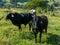 Oxen on green pasture bulls - livestock - cattle raising