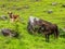 Oxen on green pasture - bulls livestock - cattle raising