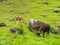 Oxen on green pasture - bulls livestock - cattle raising