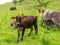 Oxen on green pasture - bulls livestock - cattle raising