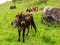 Oxen on green pasture - bulls livestock - cattle raising