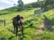 Oxen on green pasture - bulls - livestock - cattle raising