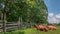 Oxen Laying in Grass by Fence