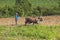 Oxen and man plow field in the Valle de Viï¿½ales, in central Cuba