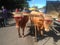 Oxen Parade In Aguada Puerto Rico