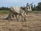 Oxen plowing Cambodia rice paddy