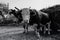 Oxen pulling a cart full of hay