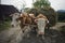 Oxen pulling a cart full of hay