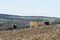 Oxenwith big horns grazing in Fonsagrada Spain