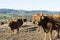 Oxenwith big horns grazing in Fonsagrada Spain