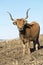 Oxenwith big horns grazing in Fonsagrada Spain