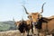 Oxenwith big horns grazing in Fonsagrada Spain