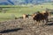 Oxenwith big horns grazing in Fonsagrada Spain