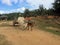 Oxes towing a cart near Vinales in Cuba 3.1.2017