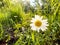 Oxeye daisies on a Spring morning