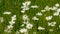 Oxeye daisies in a wild field