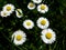 Oxeye daisy