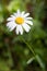 Oxeye daisy