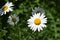 Oxeye daisy