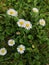 oxeye daisy