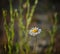 An oxeye daisy amongst other plants