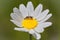 oxeye daisy with a bee