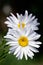 Oxeye daisy, dog daisy, marguerite. Bright flower heads. White and yellow on a dark background. Leucanthemum vulgare