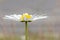 Oxeye Daisy Flower Close Up