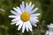 Oxeye Daisy Flower Close Up