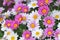 Oxeye Daisy flowers