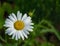 Oxeye Daisy - Leucanthemum Vulgare