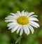 Oxeye Daisy - Leucanthemum Vulgare - 2