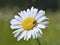 Oxeye daisy (Leucanthemum vulgare) flower