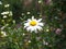 Oxeye Daisy Leucanthemum vulgare. Flowers in Himalaya Mountain.