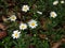 Oxeye Daisy Leucanthemum vulgare. Flowers in Himalaya Mountain.