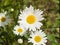 Oxeye daisy, Leucanthemum vulgare, flowers macro with bokeh background, selective focus, shallow DOF