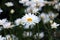 Oxeye daisy or Leucanthemum vulgare perennial flowering plants with open blooming white flowers with yellow center texture